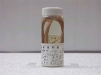 藏品(線尾鴨嘴鰻)的圖片